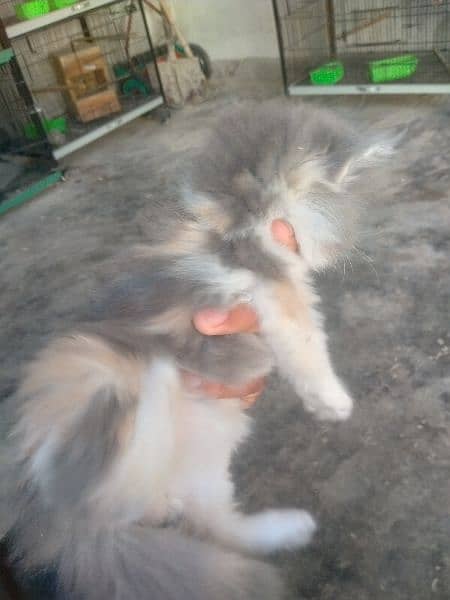 Persian kittens healthy and friendly 2