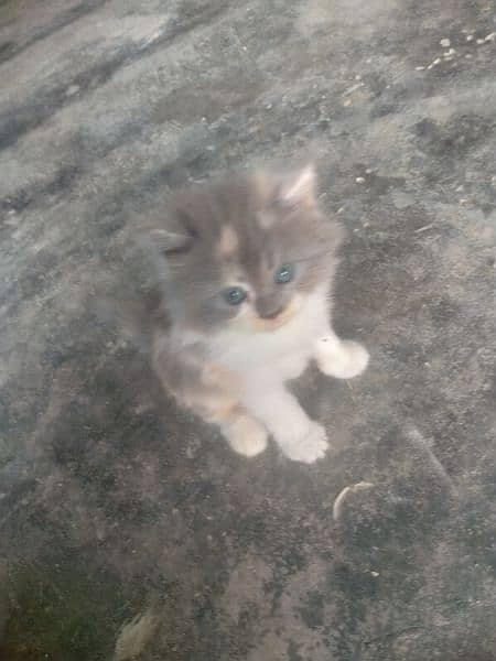 Persian kittens healthy and friendly 3