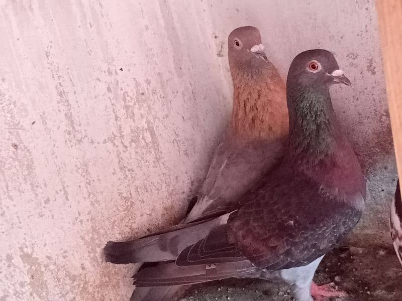 pigeon for sale 4