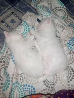 3 months Female White Persian cat