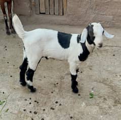 tapra kids Male/female 2 months available for sale