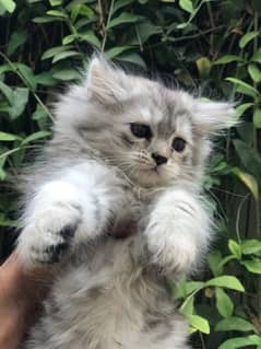 MALE FEMALE GREY AND BLACK GINGER KITTEN AVAILABLE