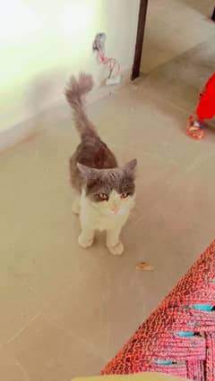 beautiful  Persian male cat for sale 0