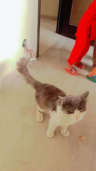 beautiful  Persian male cat for sale 2