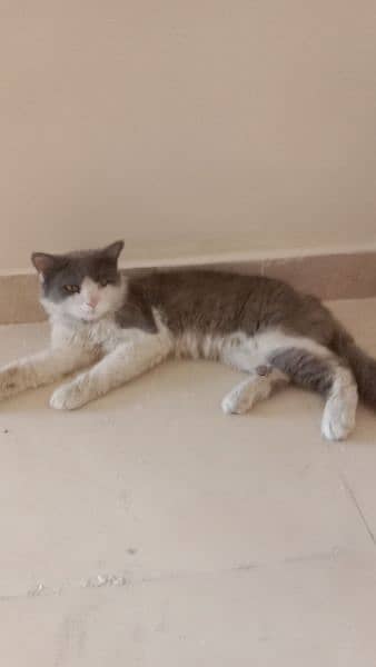 beautiful  Persian male cat for sale 3