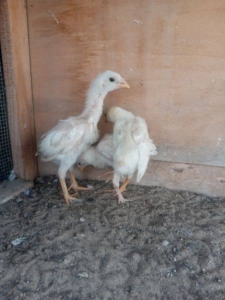 Aseel Heera Cross Chicks For Sale 1