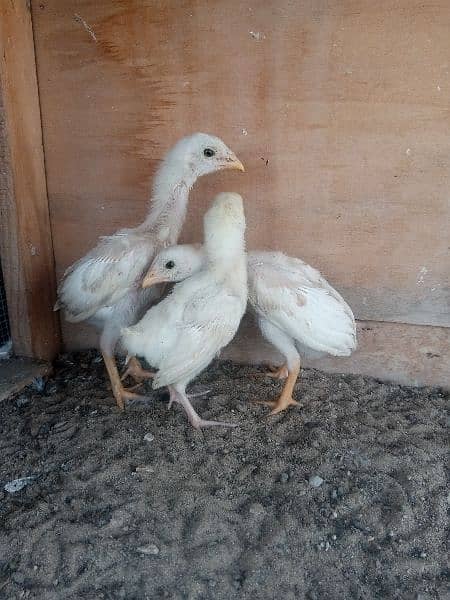 Aseel Heera Cross Chicks For Sale 2