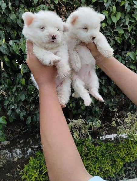 Poodle puppies for sale 0