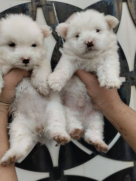 Poodle puppies for sale 1