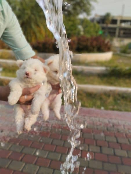 Poodle puppies for sale 3