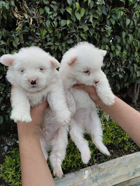 Poodle puppies for sale 4