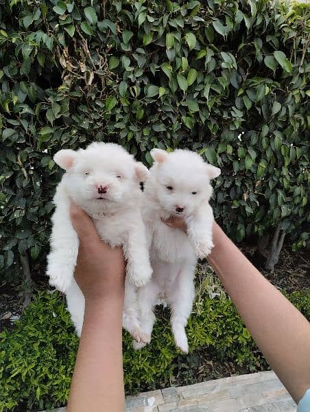 Poodle puppies for sale 5