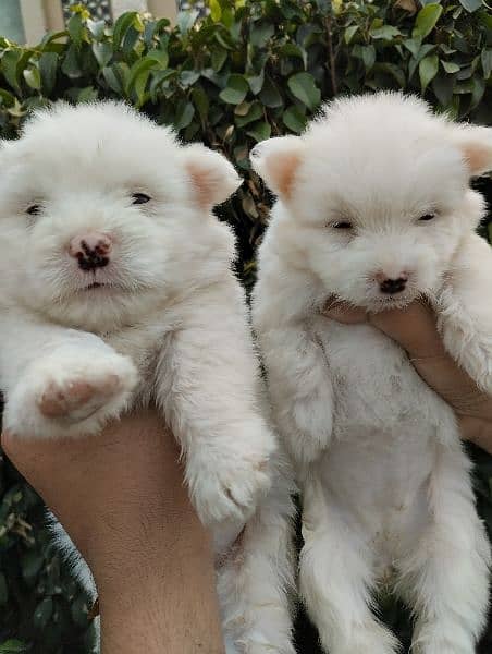Poodle puppies for sale 6