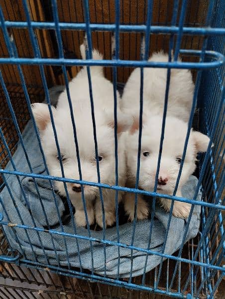 Poodle puppies for sale 7