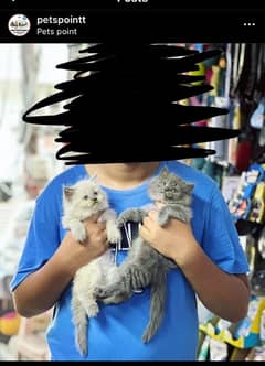 Triple Coated Persian kittens vaccinated
