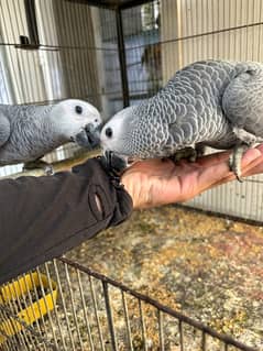 grey parrot self feed