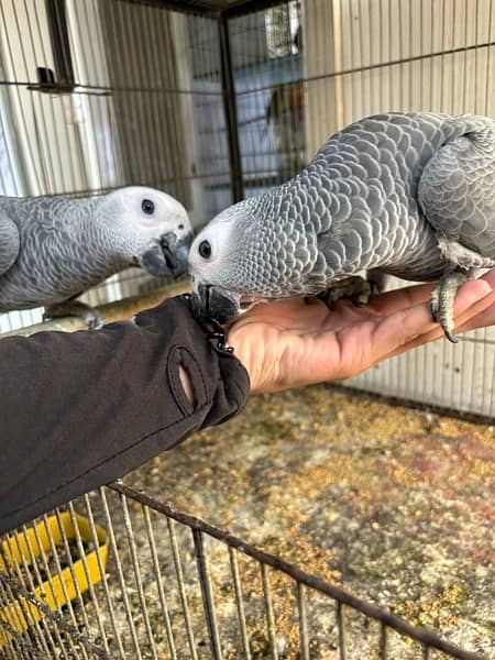 jumbo congo size grey parrot chicks 2