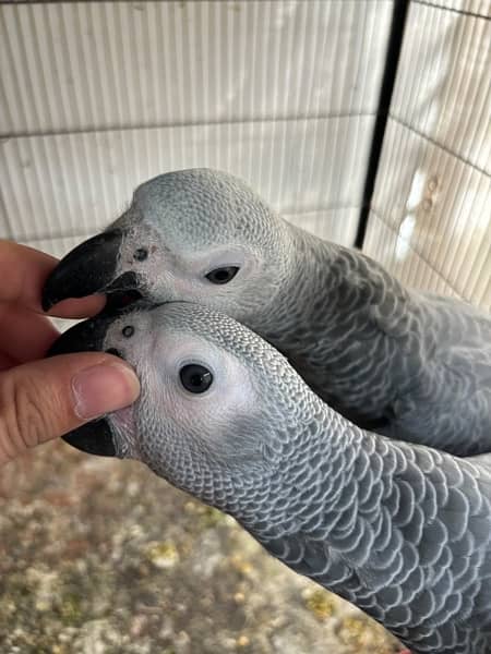 jumbo congo size grey parrot chicks 4