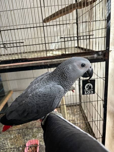 jumbo congo size grey parrot chicks 5