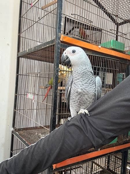 jumbo congo size grey parrot chicks 6