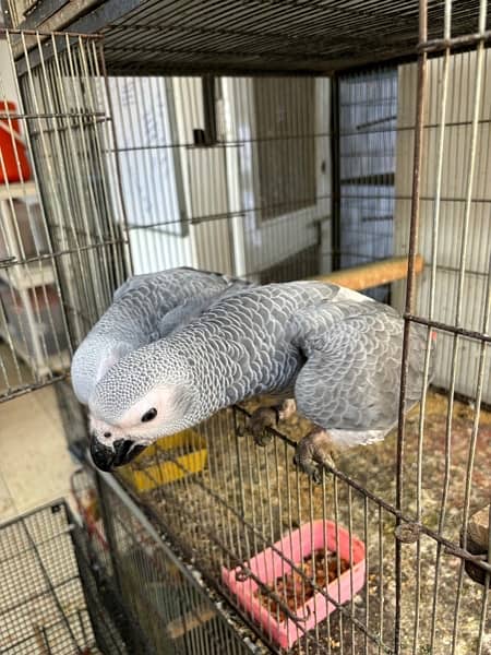 jumbo congo size grey parrot chicks 7