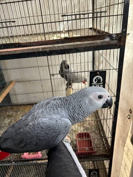 jumbo congo size grey parrot chicks 8
