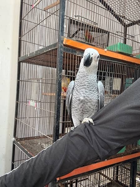 jumbo congo size grey parrot chicks 10
