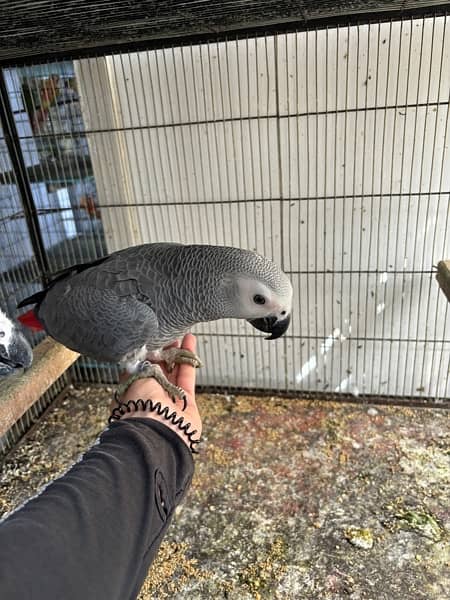 jumbo congo size grey parrot chicks 11