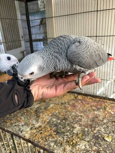 jumbo congo size grey parrot chicks 12