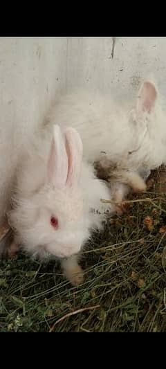English Angora rabbit For Sale