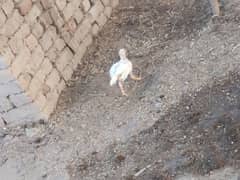white Heera aseel Desi crass murga 4 white chicks for sale