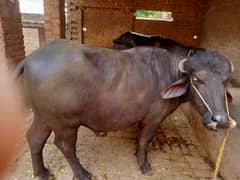 Male buffalo (kata)