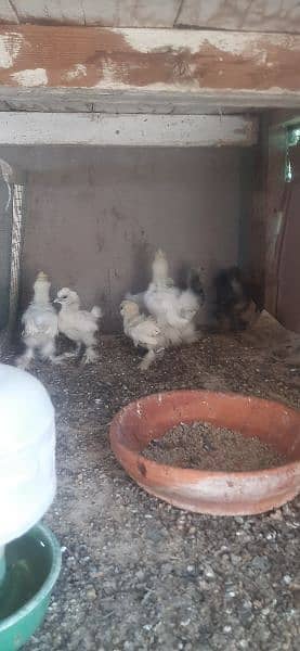 White silkie chicks 4
