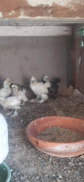 White silkie chicks 5