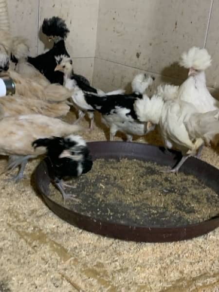 molted polish 3 month chicks available and play mouth wtsp 03299510663 2