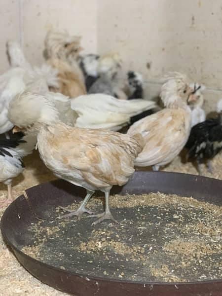 molted polish 3 month chicks available and play mouth wtsp 03299510663 3