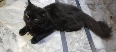 8 month black person cat double coated
