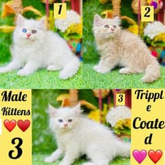 triple coated confirmed litter trained male kittens available
