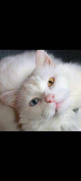 odd eyes Persian cat 0