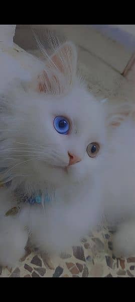 odd eyes Persian cat 1