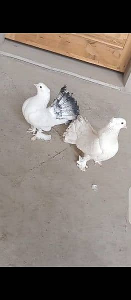 lucky pigeon for sale 2