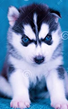 Husky puppies full blue eyes full coat
