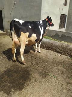 for sale cows