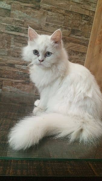 Vaccinated Kitten for sale Age 4 months0317/468/2060 1