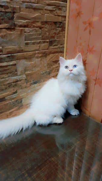 Vaccinated Kitten for sale Age 4 months0317/468/2060 2