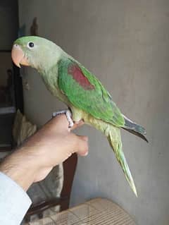 raw parrots handtamed