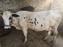 Cow For Qurbani 2024