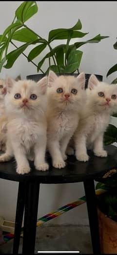 Male Kittens for sale