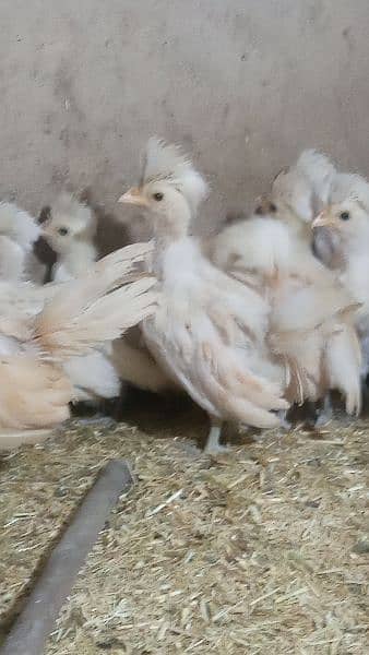 Buff laced polish chicks for sale 6