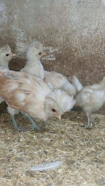 Buff laced polish chicks for sale 7
